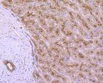 LAMP2 Antibody in Immunohistochemistry (Paraffin) (IHC (P))