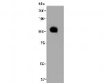 LAMP2 Antibody in Western Blot (WB)