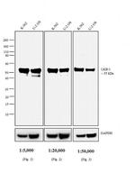 Mouse IgG2a Secondary Antibody in Western Blot (WB)