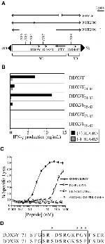 IFN gamma Antibody in ELISA (ELISA)