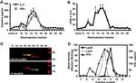 IFN gamma Antibody in ELISA (ELISA)