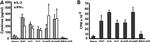 IFN gamma Antibody in ELISA (ELISA)