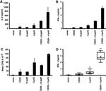 IFN gamma Antibody in ELISA (ELISA)