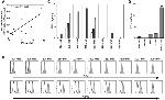 IFN gamma Antibody in ELISA (ELISA)