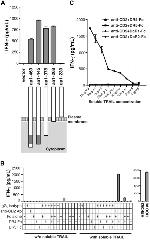 IFN gamma Antibody in ELISA (ELISA)