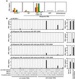 IFN gamma Antibody in ELISA (ELISA)