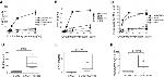 IFN gamma Antibody in ELISA (ELISA)