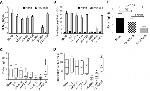 IFN gamma Antibody in ELISA (ELISA)
