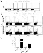 IFN gamma Antibody in ELISA (ELISA)