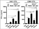 IFN gamma Antibody in ELISA (ELISA)