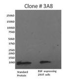 EGF Monoclonal Antibody (3A8), Biotin
