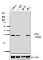 CD2 Monoclonal Antibody (TS2/18)