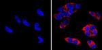 LIN28A Antibody in Immunocytochemistry (ICC/IF)
