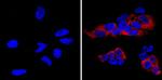 LIN28A Monoclonal Antibody (14E6-4E6), DyLight™ 650