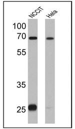 LIN28A Antibody in Western Blot (WB)