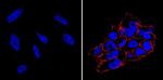 SSEA4 Monoclonal Antibody (MC-813-70), DyLight™ 550