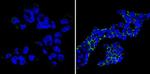 SSEA1 Monoclonal Antibody (MC-480), DyLight™ 488