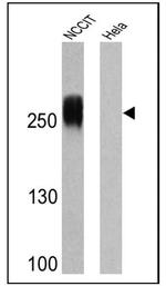 TRA-1-60 Antibody in Western Blot (WB)