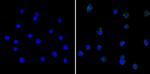 SERPINA3G Antibody in Immunocytochemistry (ICC/IF)
