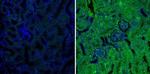 SERPINA3G Antibody in Immunohistochemistry (IHC)