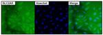 SLC2A5 Monoclonal Antibody (14C8)