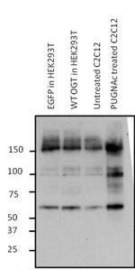 O-linked N-acetylglucosamine (O-GlcNAc) Monoclonal Antibody (9D1.E4)