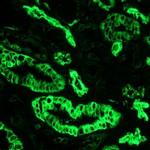 Cytokeratin 7 Antibody in Immunohistochemistry (Frozen) (IHC (F))