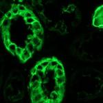 Cytokeratin 7 Antibody in Immunohistochemistry (Frozen) (IHC (F))