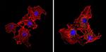 eIF2b gamma Monoclonal Antibody (1H3)