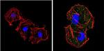 EIF2S1 Antibody in Immunocytochemistry (ICC/IF)