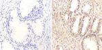 FOXA1 Monoclonal Antibody (3A8)