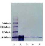Ubiquitin Antibody in Western Blot (WB)