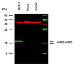 AGR2/AGR3 Antibody in Western Blot (WB)