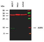 AGR3 Antibody in Western Blot (WB)