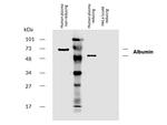 Human Serum Albumin Monoclonal Antibody (AL-01), Biotin