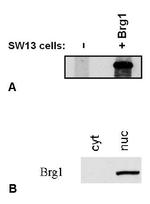 BRG1 Monoclonal Antibody (BRG-01)