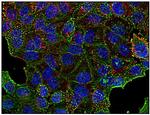 Clathrin Heavy Chain Antibody in Immunocytochemistry (ICC/IF)