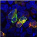 PRR7 Monoclonal Antibody (TRAP3/10)