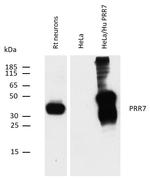 PRR7 Antibody in Western Blot (WB)