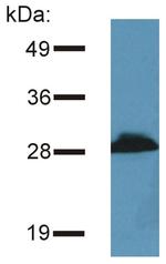 PRR7 Antibody in Western Blot (WB)