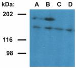Ubinuclein 1 Monoclonal Antibody (UBN1-02)