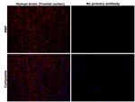 MBP Antibody in Immunohistochemistry (Paraffin) (IHC (P))