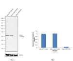 CDK4 Antibody in Western Blot (WB)