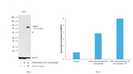 MMP9 Antibody