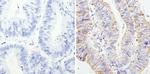 RAP1A Antibody in Immunohistochemistry (Paraffin) (IHC (P))