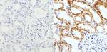 RAP1A Antibody in Immunohistochemistry (Paraffin) (IHC (P))