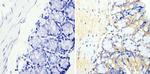Cyclin B2 Antibody in Immunohistochemistry (Paraffin) (IHC (P))