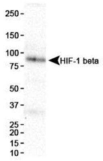 HIF-1 beta Antibody in Western Blot (WB)