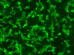 RPE65 Monoclonal Antibody (401.8B11.3D9)