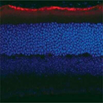 RPE65 Antibody in Immunohistochemistry (Frozen) (IHC (F))